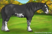 Horse Color:Black Splash Frame  and Black Splash Frame 