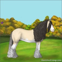 Horse Color:Buckskin Dun Splash 