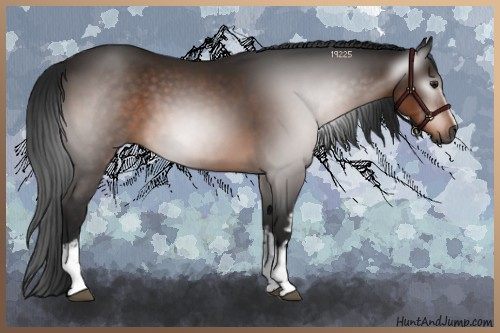 Horse Color:Gray White Spotted Brown 