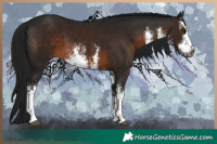 Horse Color:Gray White Spotted Brown 