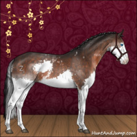 Horse Color:White Spotted Brown Splash 