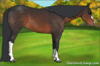 Horse Color:Brown 