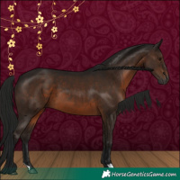 Horse Color:Gray Brown 