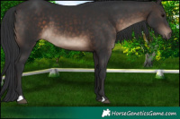Horse Color:Brown 