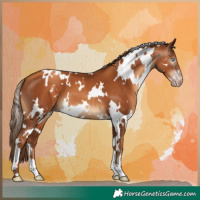 Horse Color:Gray White Spotted Gold Champagne 