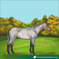 Horse Color:Silver Buckskin Roan 