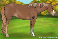 Horse Color:Chestnut 