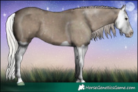 Horse Color:Silver Grullo Splash 