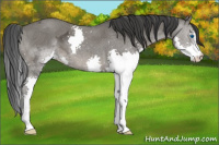 Horse Color:Grullo Ice Splash