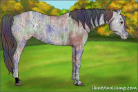 Horse Color:Nacre Black Ice Appaloosa 