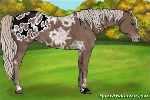 Horse Color:Silver Black Ice Appaloosa