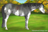 Horse Color:Black Splash Rabicano