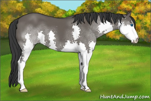 Horse Color:Grullo Splash 