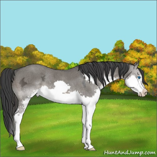 Horse Color:Grullo Ice Splash 