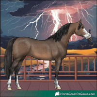 Horse Color:Bay Dun Sabino