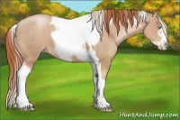Horse Color:Chocolate Palomino Pearl Tobiano Frame and Buckskin Pearl Tobiano Frame