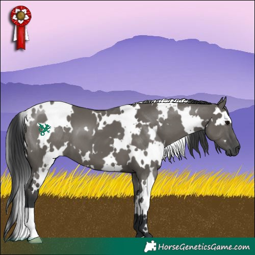 Horse Color:White Spotted Grullo 