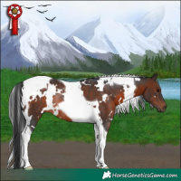 Horse Color:White Spotted Brown Tobiano Rabicano 