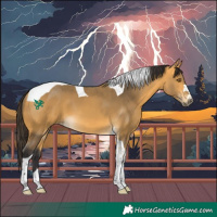 Horse Color:Buckskin Tobiano 