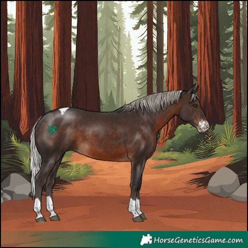 Horse Color:Silver Brown Sabino Tobiano Rabicano
