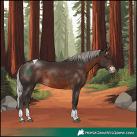 Horse Color:Silver Brown Sabino Tobiano Rabicano 