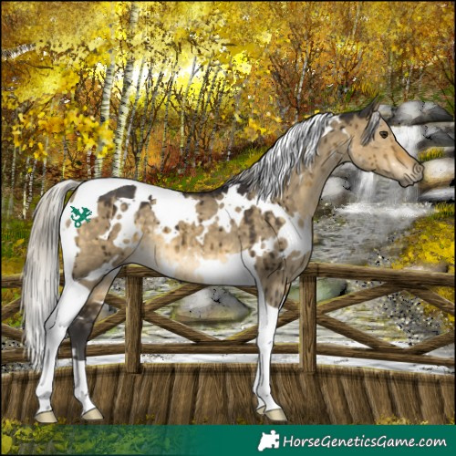 Horse Color:White Spotted Silver Buckskin Dun Tobiano Brindle 