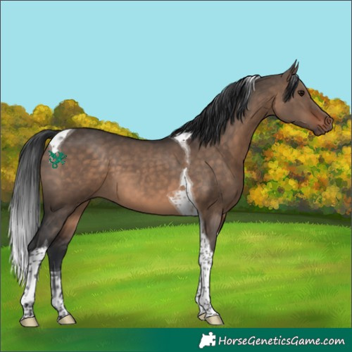 Horse Color:Brown Dun Tobiano