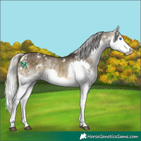 Horse Color:White Spotted Silver Buckskin Dun Splash Tobiano 