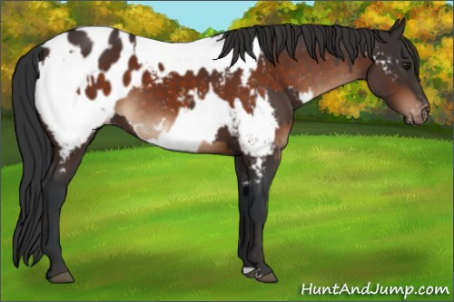 Horse Color:Brown Appaloosa and Brown Appaloosa