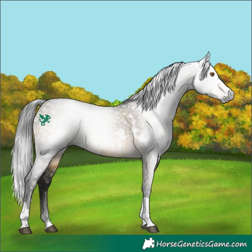 Horse Color:Gray White Spotted Buckskin Dun Tobiano