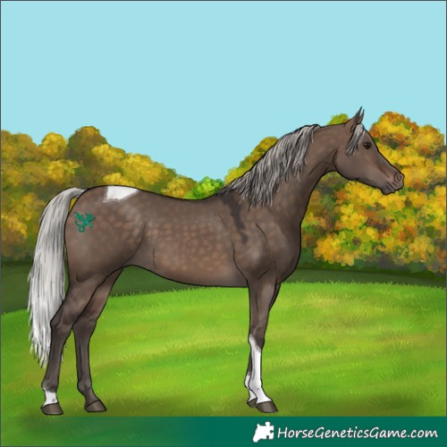 Horse Color:Silver Brown Dun Tobiano 