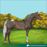 Horse Color:Silver Brown Dun Tobiano 