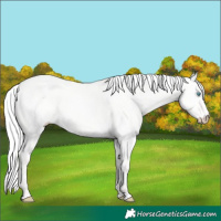 Horse Color:Silver Perlino Dun 