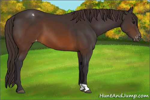 Horse Color:Buckskin Appaloosa 