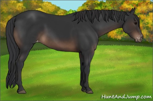 Horse Color:Brown Appaloosa 