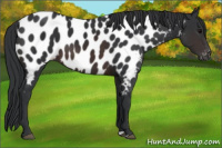 Horse Color:Brown Appaloosa