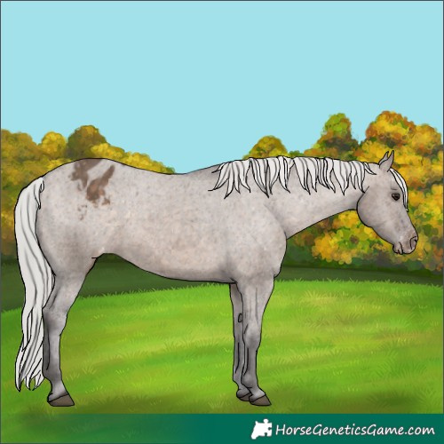 Horse Color:Silver Brown Dun Appaloosa 