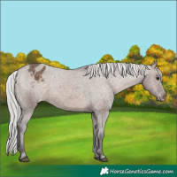 Horse Color:Silver Brown Dun Appaloosa 