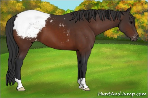 Horse Color:Brown Appaloosa 