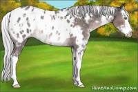 Horse Color:Platinum White Spotted Silver Brown Roan Splash Appaloosa 