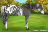 Horse Color:White Spotted Black Appaloosa 