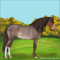 Horse Color:Liver Red Roan Rabicano 