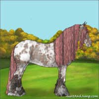 Horse Color:Painted Plaid  White Spotted Grullo Ice Appaloosa 