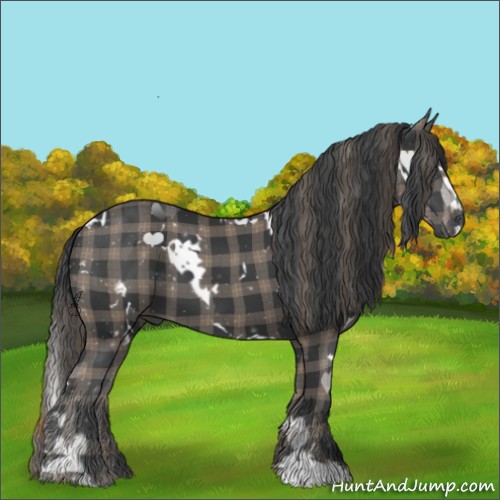 Horse Color:Plaid  White Spotted Black Sabino 