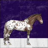 Horse Color:Silver Brown Sabino Appaloosa