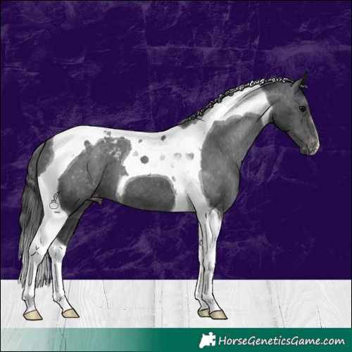 Horse Color:Black Tobiano Appaloosa 