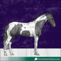 Horse Color:Black Tobiano Appaloosa 