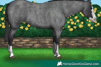 Horse Color:Blue Roan Splash 