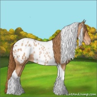 Horse Color:Bay Pearl Tobiano Appaloosa
