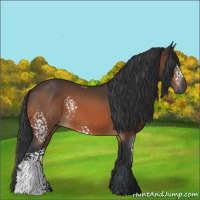Horse Color:White Spotted Bay 